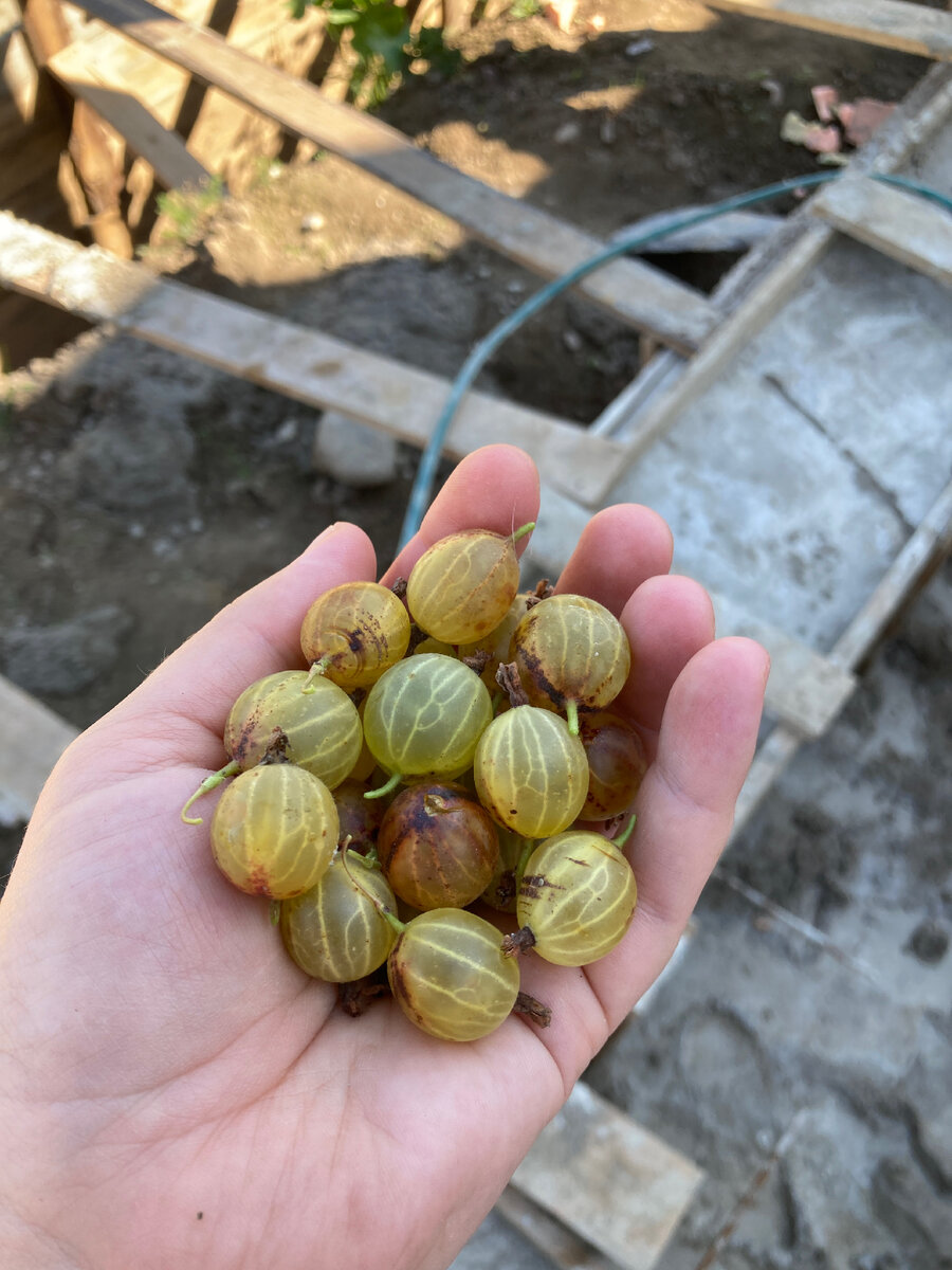 Крыжовничек! 