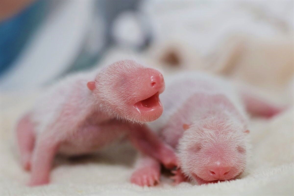 Сколько весит детеныш. Новорожденные медвежата. Новорожденный белый Медвежонок. Новорожденные белые медвежата. Новорожденный белый медведь.