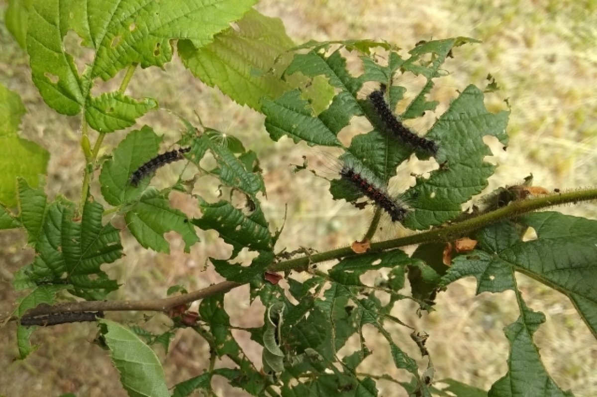    Тамбовчан призвали бороться с непарным шелкопрядом