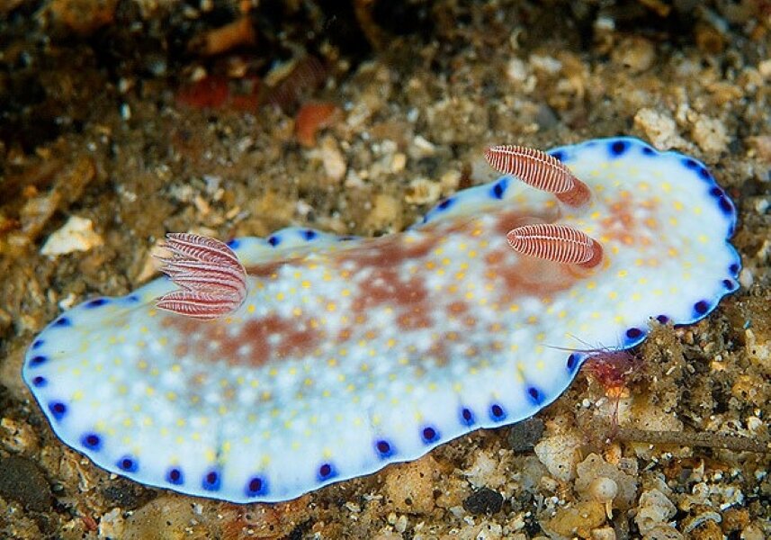 Chromodoris Alius. Фото с сайта https://www.flickr.com/