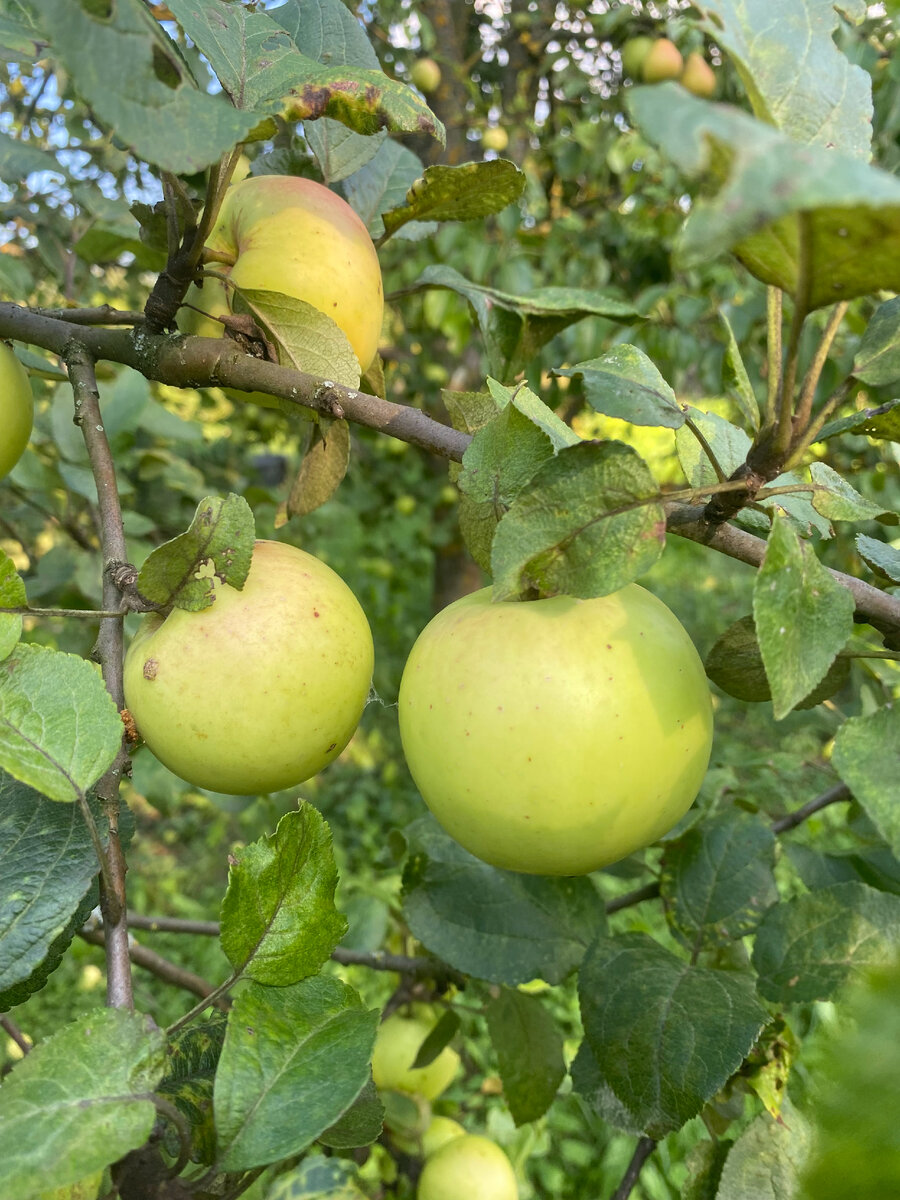 Наливаются. Вкусняшки.