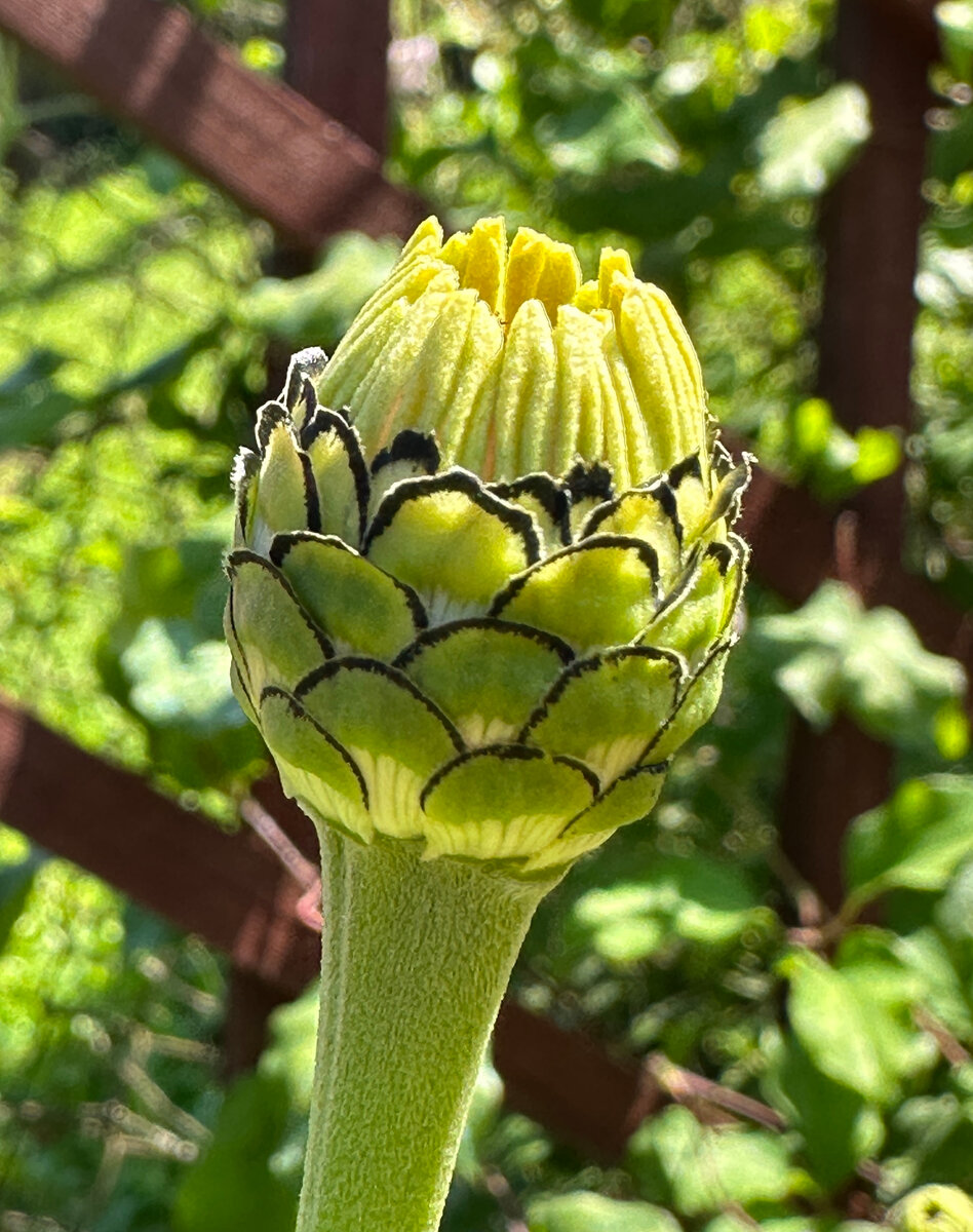 Не уверен, что зарождающиеся соцветия-корзинки можно называть "бутонами" - Лидия Басманова разъяснит, если что. Но тут они - Астровые.