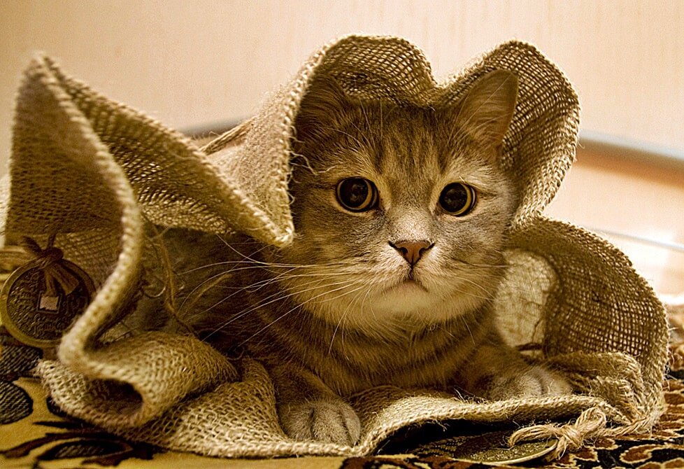 кошка художник. полосатый кот. фото кошечек. картины с кошками. кошечка в коробке.