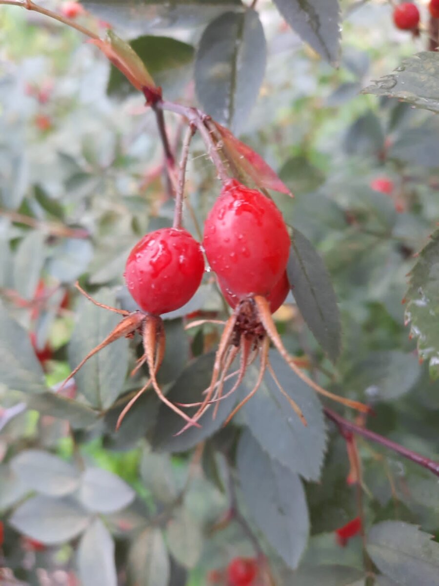 Шиповник для здоровья от подписчика канала