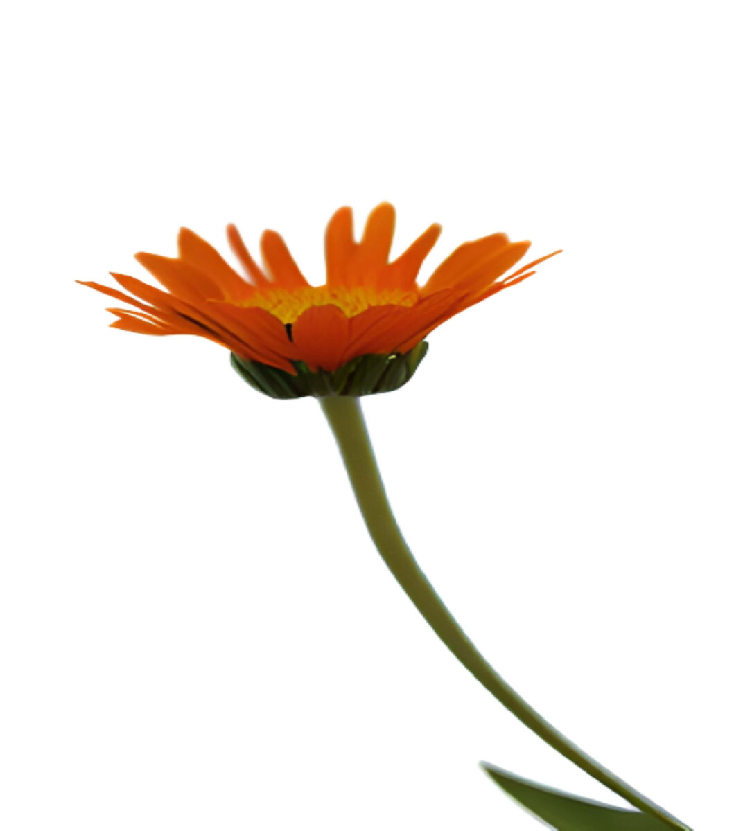 Календула (Calendula)