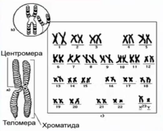 Кратное увеличение хромосом у гибрида. Где находятся хромосомы у человека. Строение хромосом человека. Где находятся хромосомы у человека в организме. Кариотип человека 10 class.