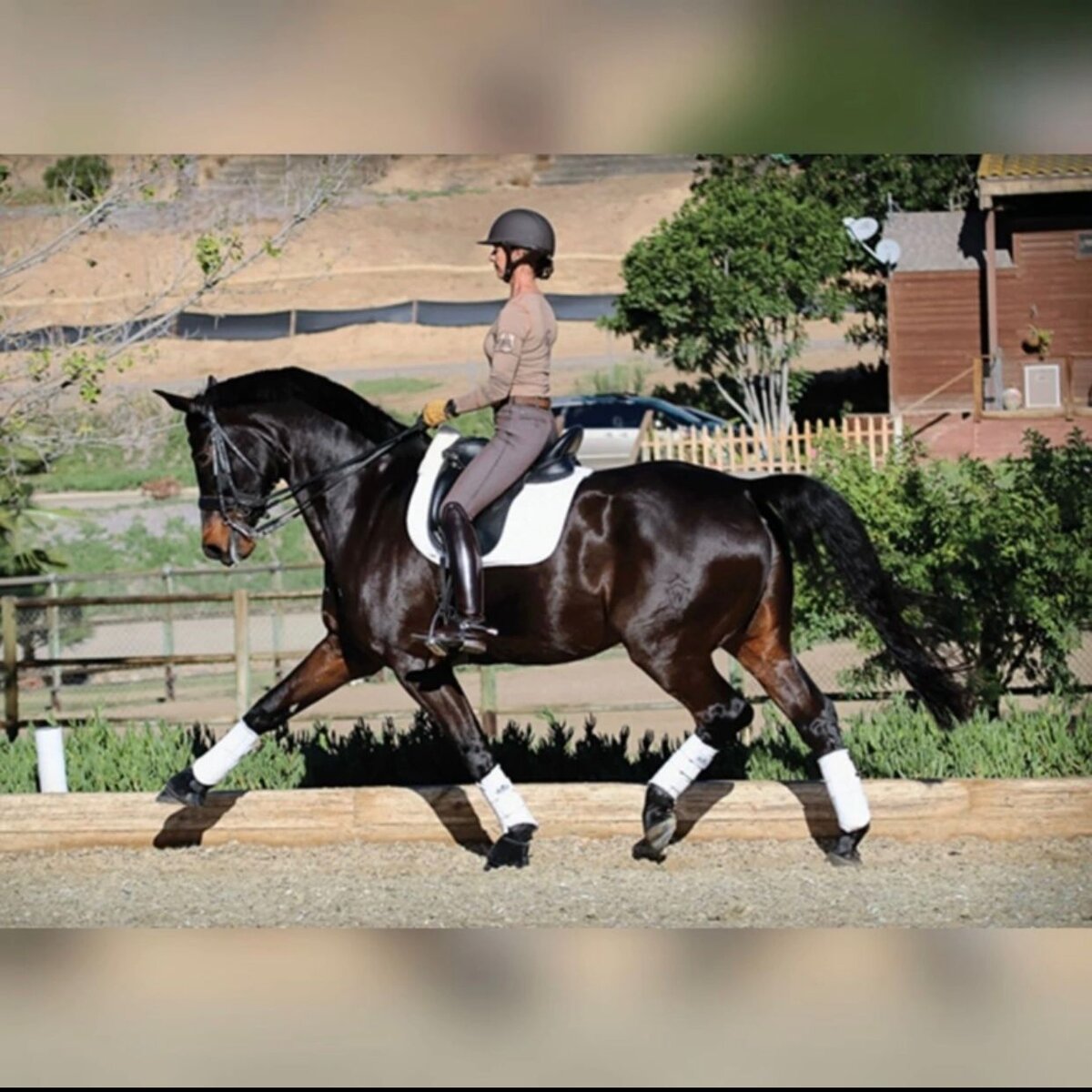 В конном спорте верховая езда. Конный спорт. Всадник в седле. Верховая езда на лошади. Правильная посадка в конном спорте.