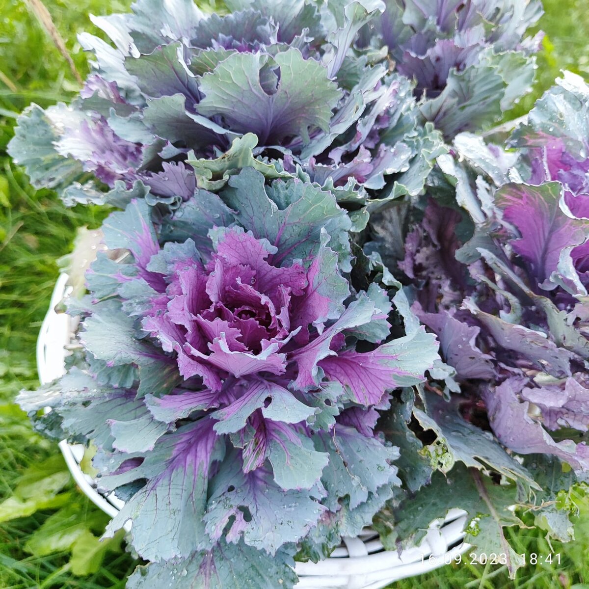 Не уследила я за ней, очень пожрали улитки...