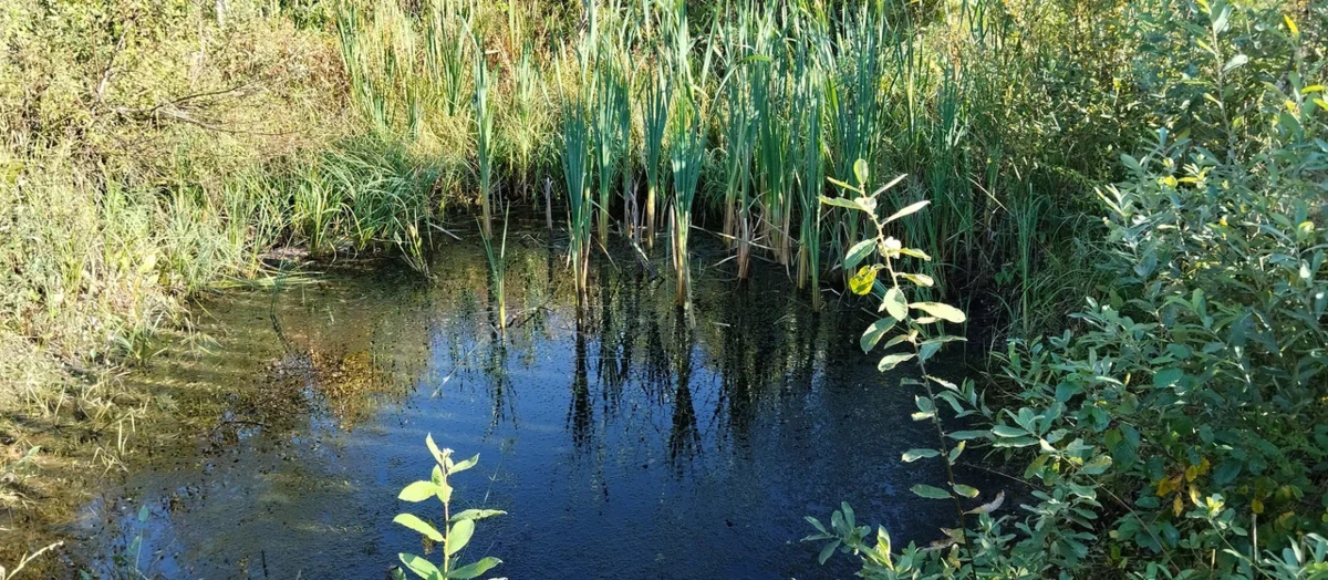Наш пруд совсем обмелел