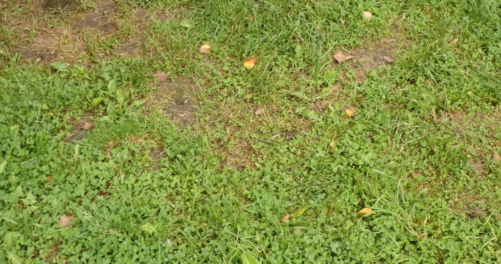 Когда и чем удобрять газон: схема правильного внесения удобрений