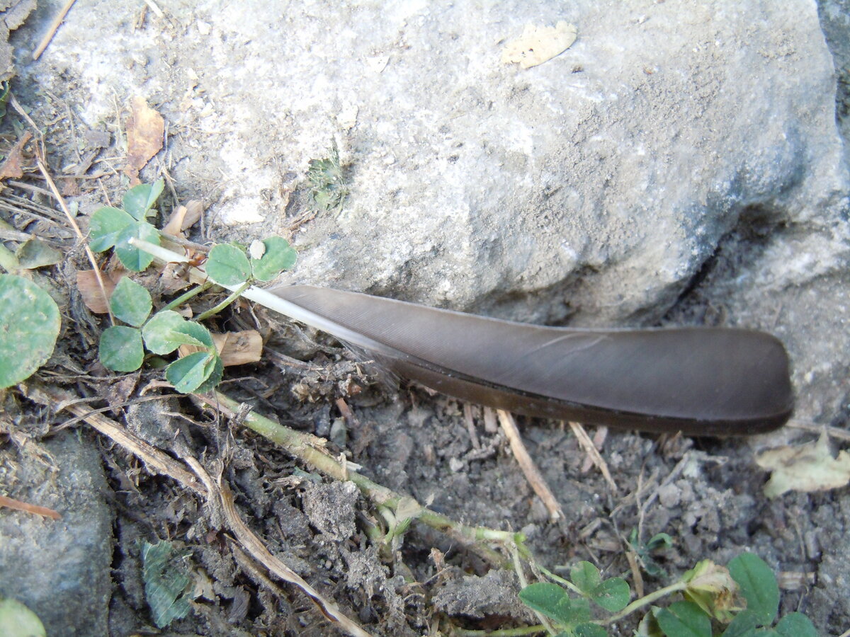 В этом 2023 году на упавшем листе бука заметил вот таких пушистиков. Часть их распушены, а некоторые как бы втянуты и похожи на бритвенные помазки. На обратной стороне листа вид такой.-15