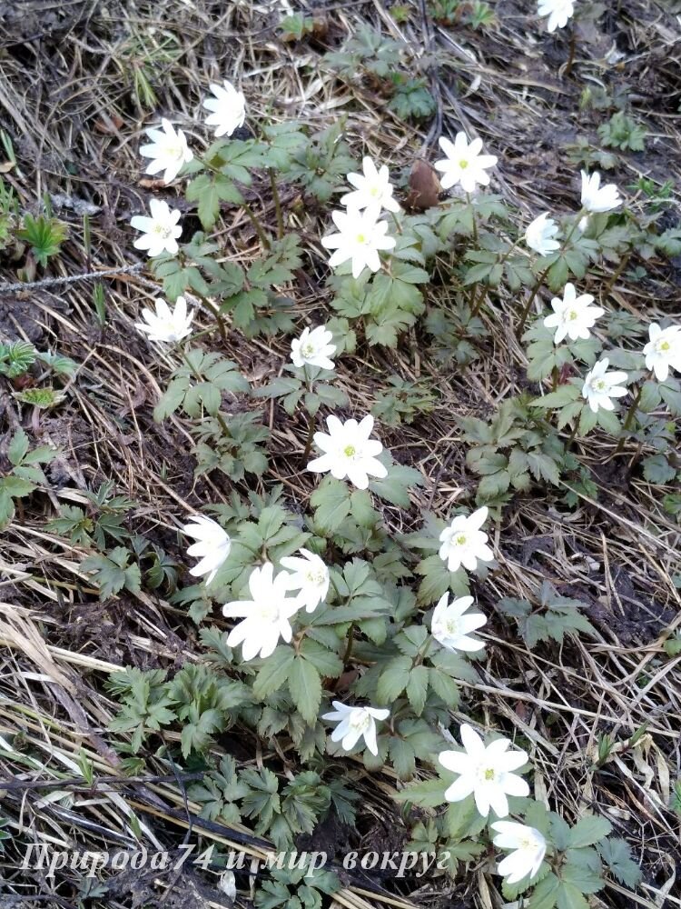 Красота в начале мая, у нас это ещё суровая пора, на г. Бутыловка (Златоуст)