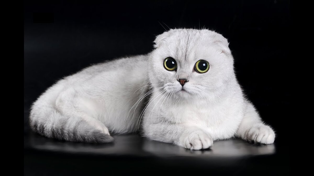 Скоттиш-фолд или Шотландская Вислоухая кошка | Приключения натуралиста |  Дзен