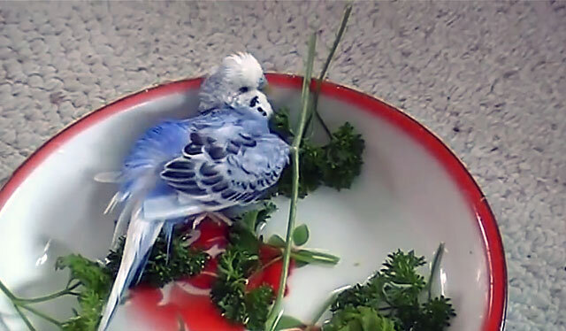 Можно салат попугаям. Травка для попугаев волнистых. Попугай ест зелень. Зелень для попугая волнистого. Салат с попугаем.