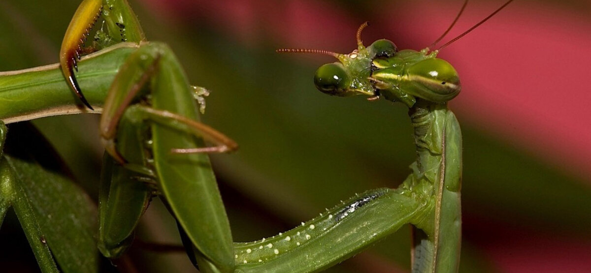 Какой вкусный на этот раз парень попался!