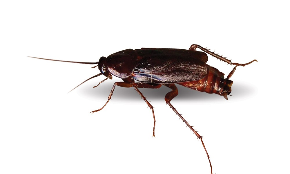 Мы уже привыкли, что тараканы больше относятся к объекту фольклора, чем к реальной проблеме города. Ведь уже много лет тараканы не донимают городских жителей своим присутствием.