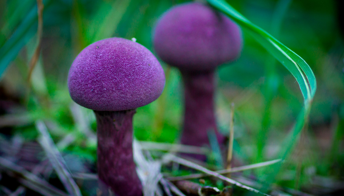 Паутинник фиолетовый (гриб из Красной книги)