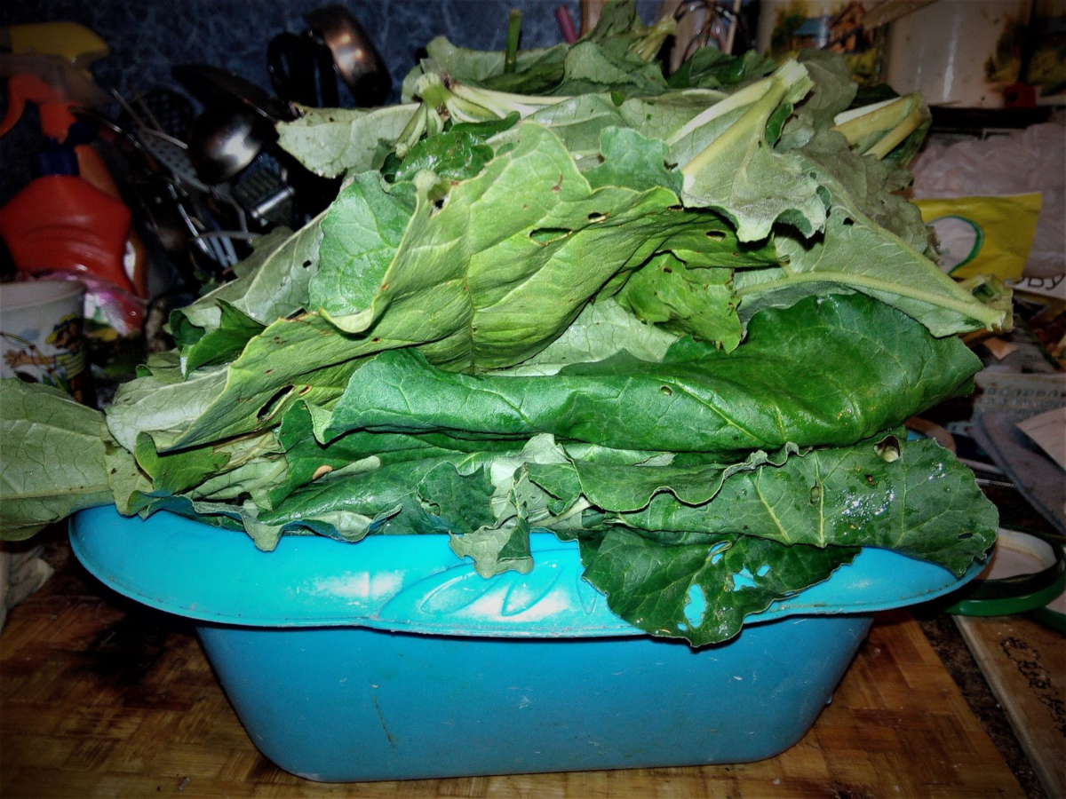 Листья ревеня для консервирования и щей. Фото автора