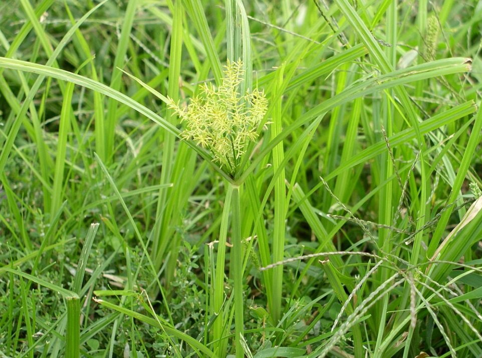 Фото из сети интернет