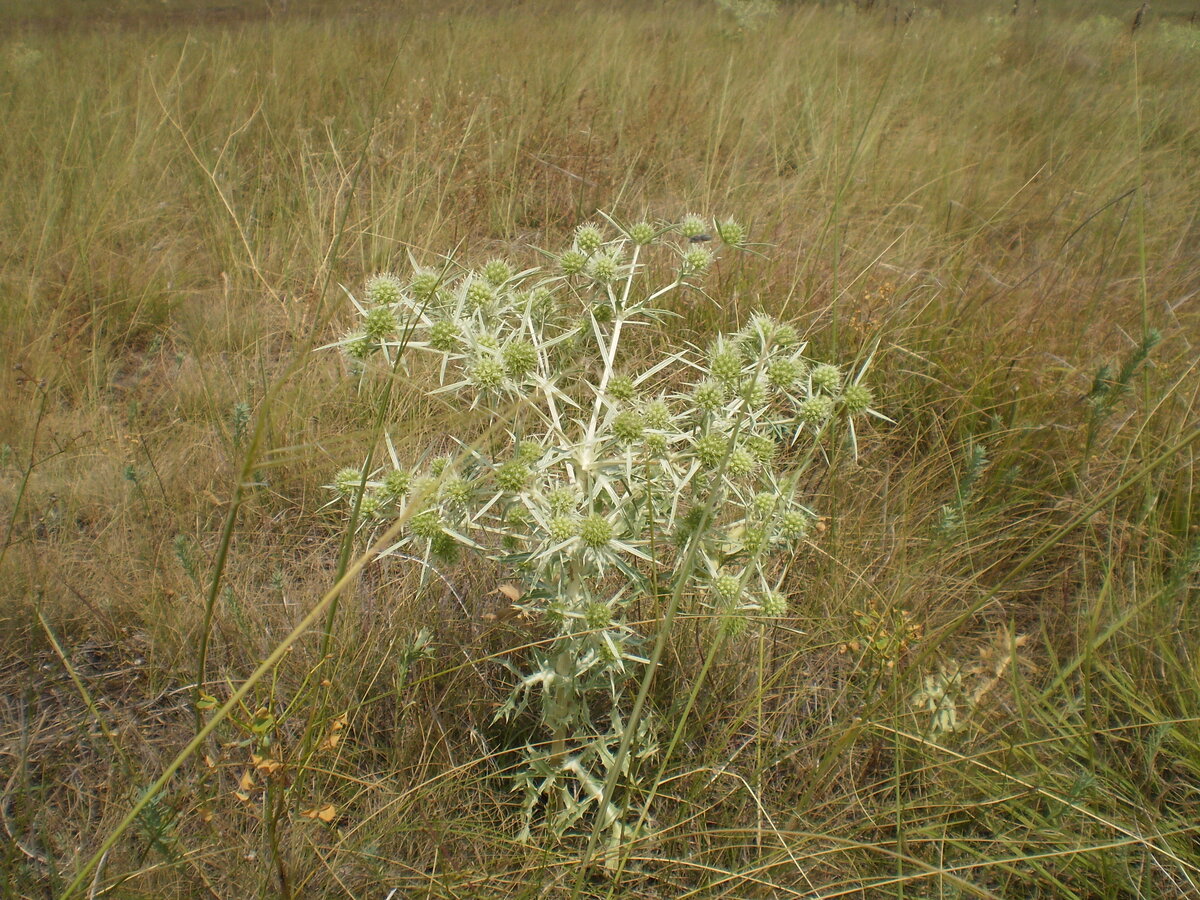 Растения с колючками растущие в степях