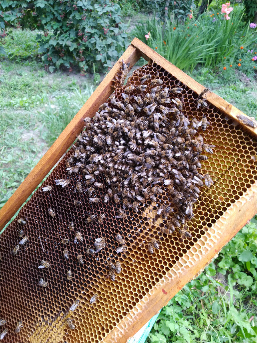 Пчелы сразу же набросились на мёд!!