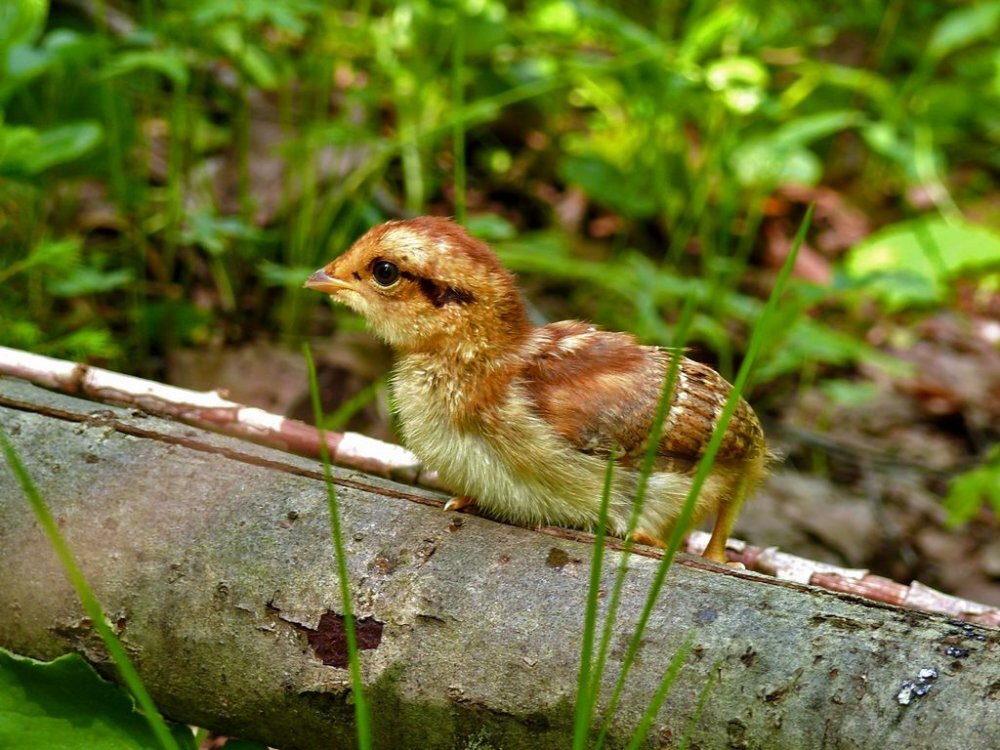 Фото с сайта "Сибирский охотник" https://www.hunting.ru/gallery/view/147710/