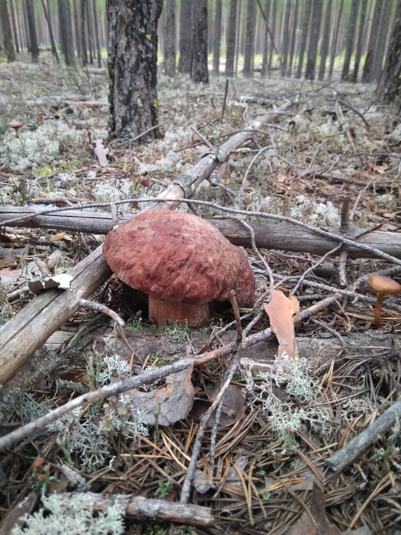 Первый найденный гриб