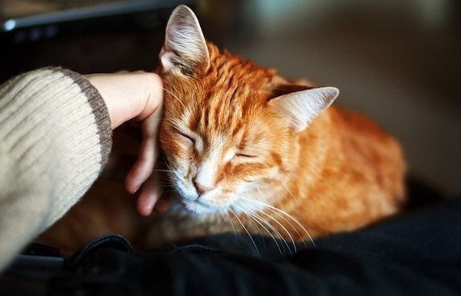 Коты труться о нас, чтобы распространить свои феромоны.