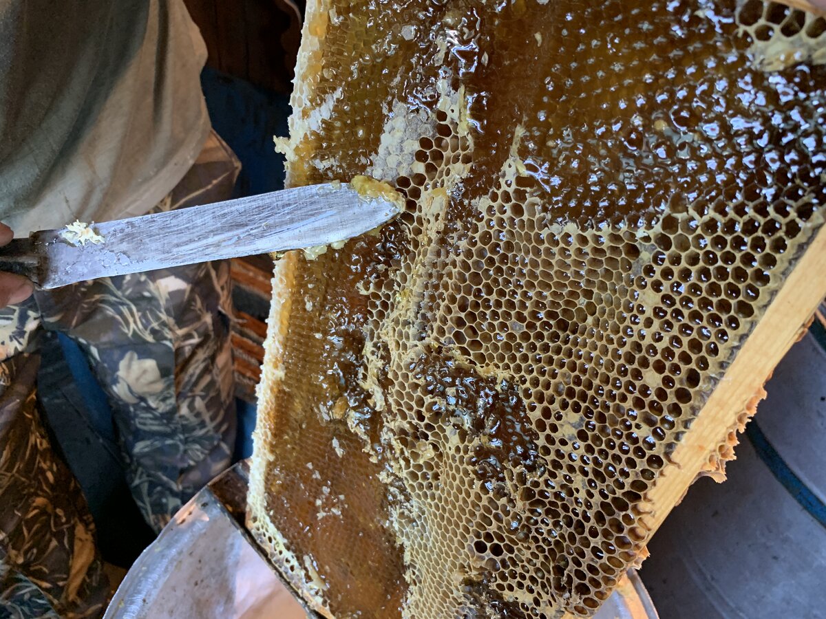 Когда собирают мед. Сбор меда. Сбор меда на пасеке. Пчеловод собирает мед. Сбор мёда из улья.