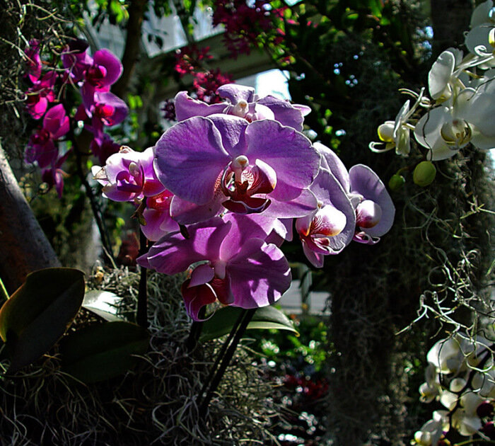 Эпифиты орхидеи фаленопсис. Фаленопсис в дикой природе. Орхидея фаленопсис в дикой природе. Фаленопсис на дереве.