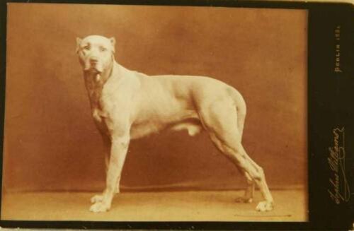 Негативные ассоциации