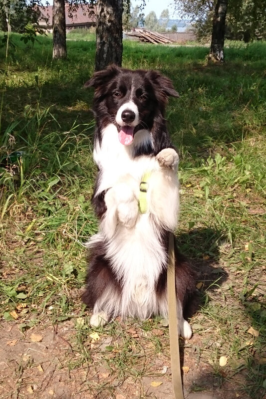 Собственно «зайка» ))