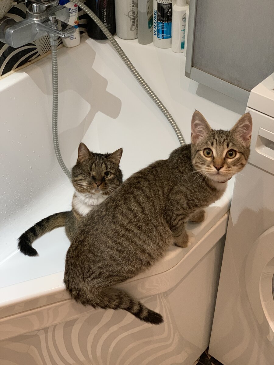 Пап, тебе в ванну нужно? Зачем?..