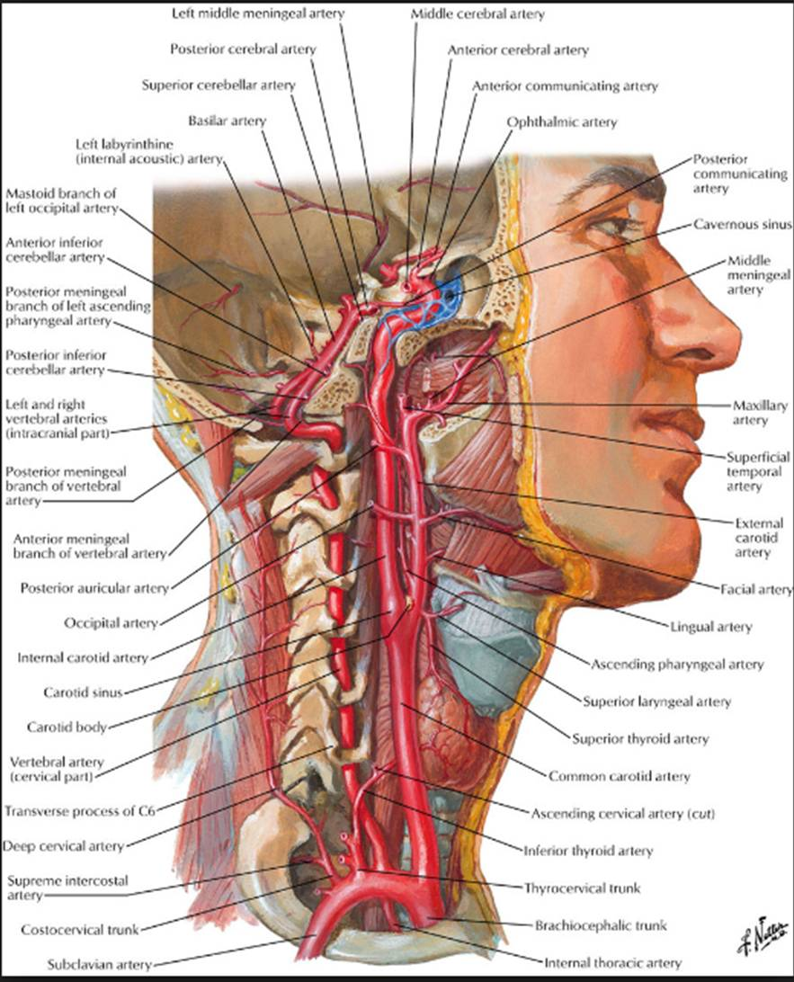 На данном рисунке далеко не все структуры, которые есть в области шеи