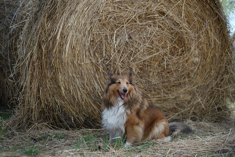 Наша собака шелти. Чуткий звоночек.