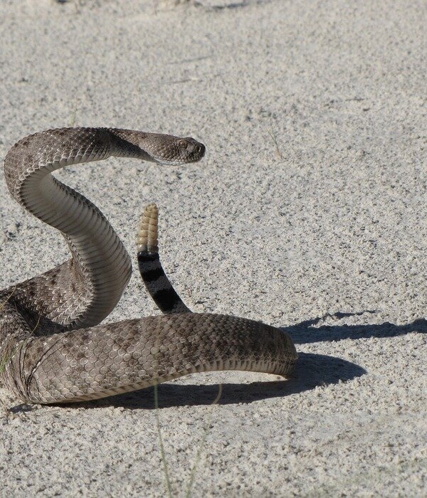 Желтобрюх змея. Гремучая змея гремучка. Хвост гремучей змеи. Почему змею назвали змеей