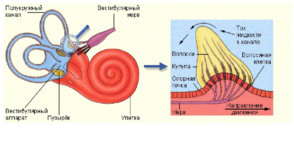 Строение вестибулярного аппарата рисунок