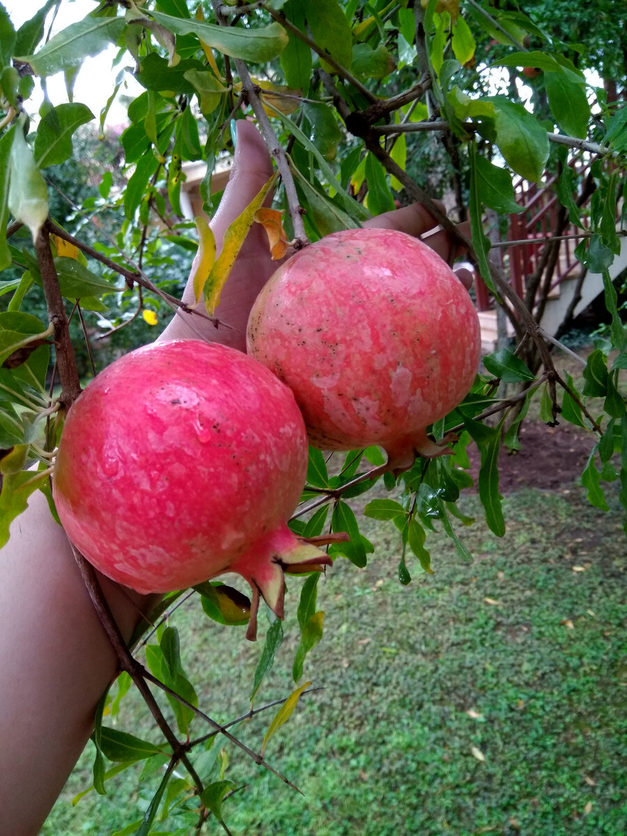 Гранатовые деревья растут повсюду - ешь сколько хочешь