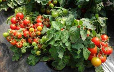 Лучшие грунтовые сортов низкорослых томатов с фото и описанием