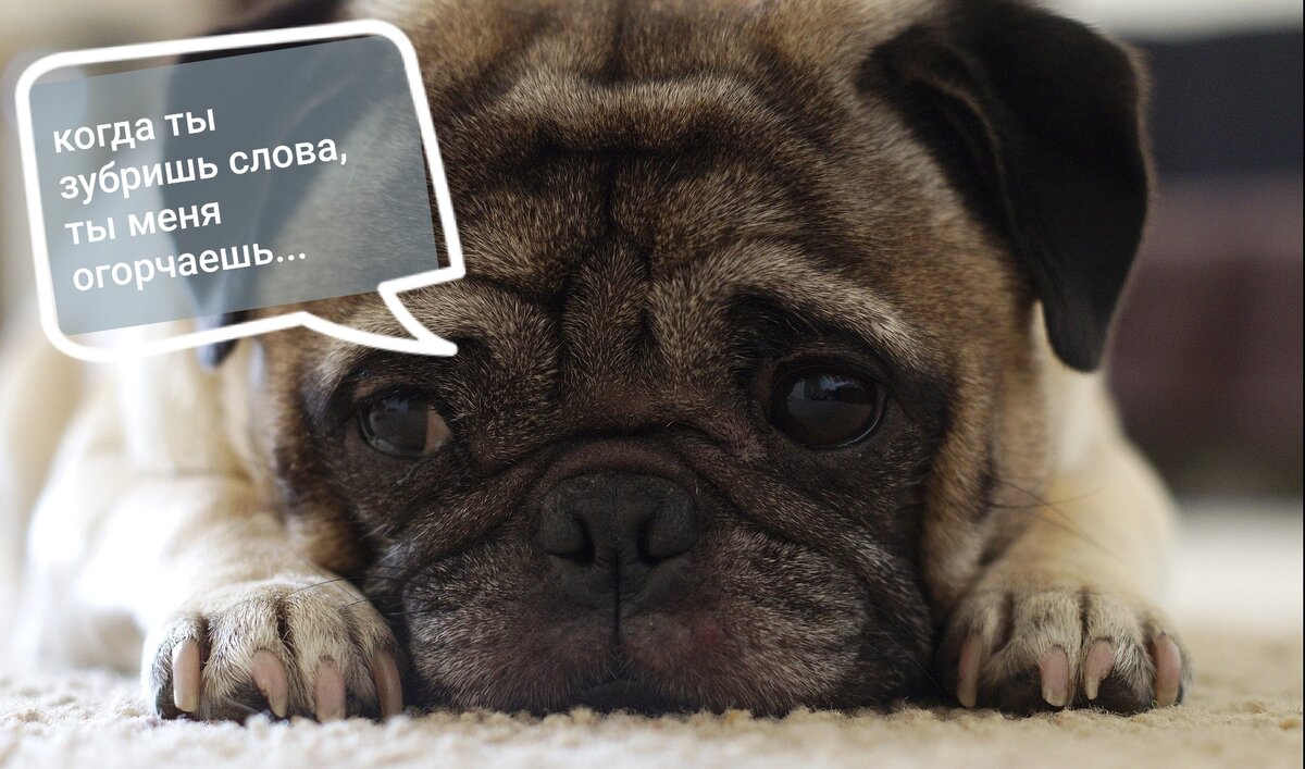 Мнение Френки