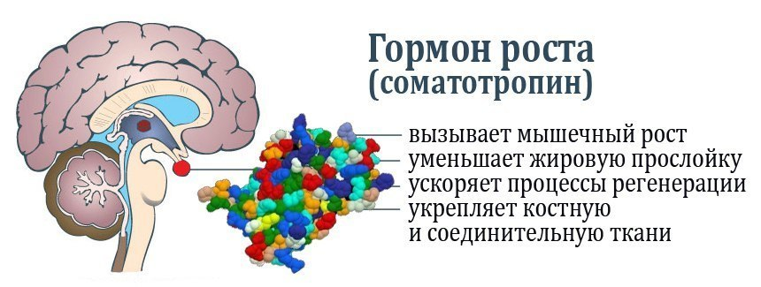 Гормон роста. Орган вырабатывающий гормон роста. Гормон роста (соматотропин) синтезируется. Гормон роста соматропин функции. Гормон роста (соматотропин) вырабатывается в