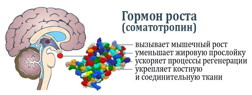 Гормон роста куда