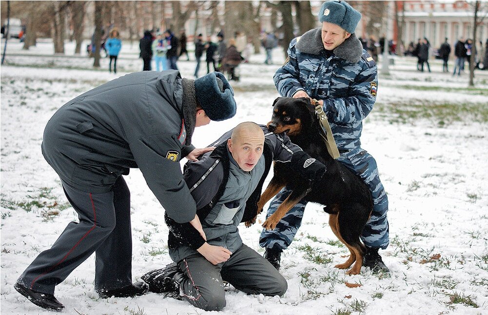 Нападение решительно. Собака задерживает преступника. Полицейский с собакой догоняет преступника. Задержание преступника собакой. Полицейский задерживает преступника.