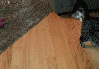 источник: http://ilovefunnyanimal.blogspot.com/