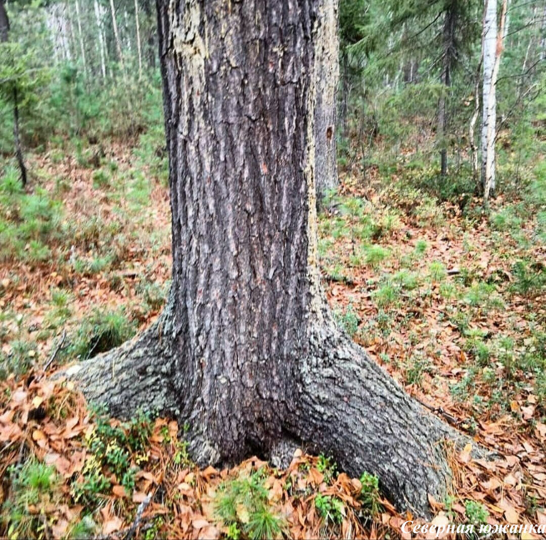 Кедровый лес Омск