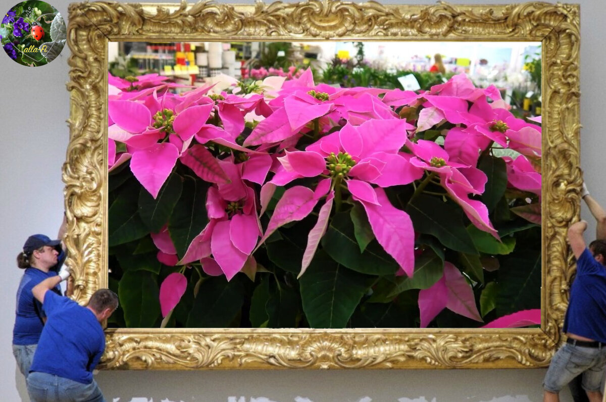 Пуансеттия