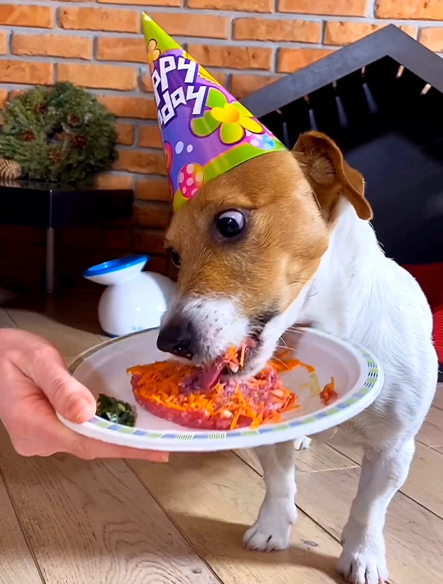 Торт для собаки своими руками