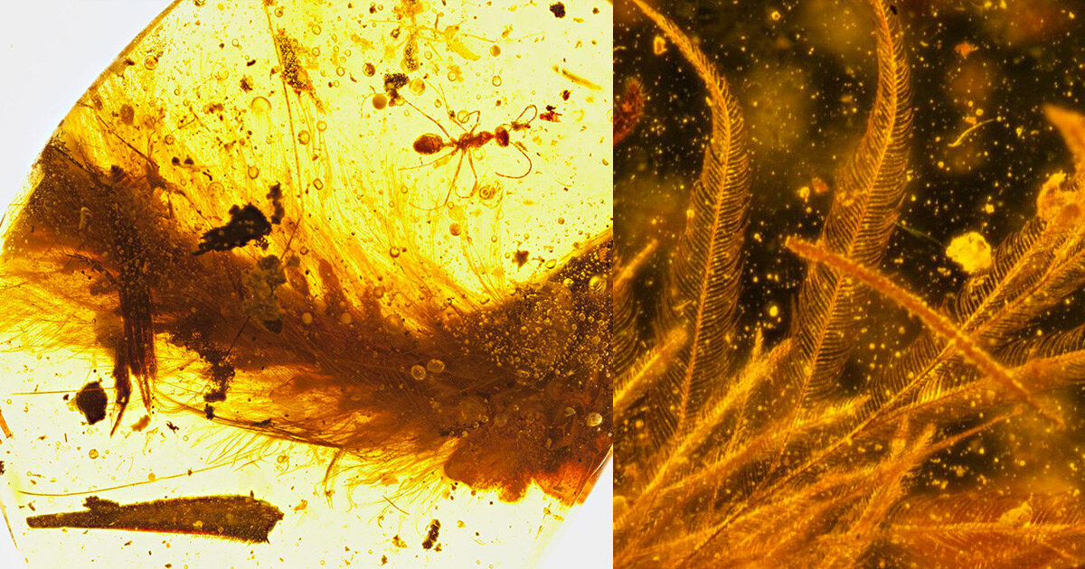 Хвост динозавра возрастом 99 миллионов лет был найден заточенным в янтаре.