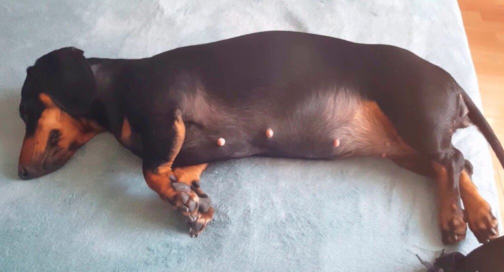 5 симптомов ложной щенности у собаки: как понять, что ваша собака испытывает психологическое материнство