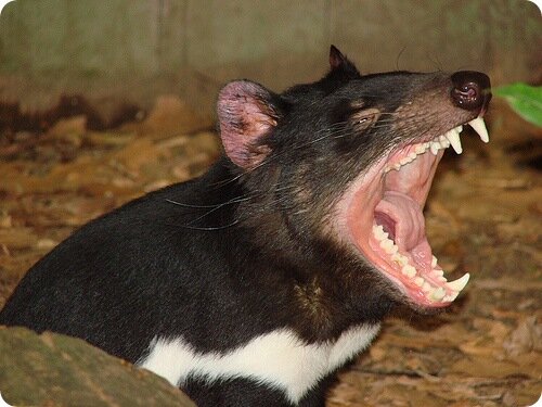 Тасманский дьявол 